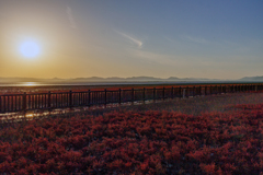 有明海の紅葉　１