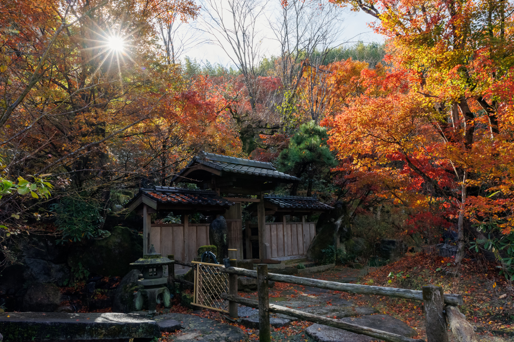 the Sunshine in Autumn