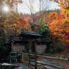 the Sunshine in Autumn
