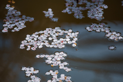 一輪の桜