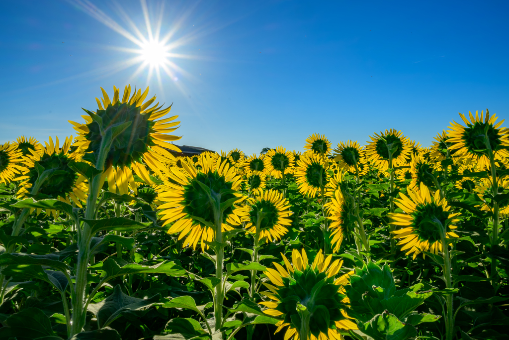 太陽とひまわり