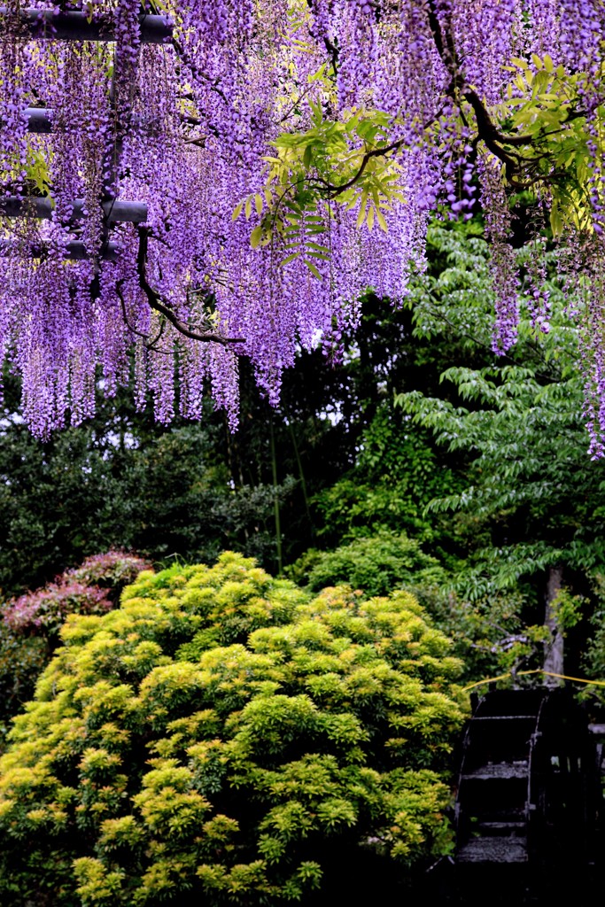 藤の花が咲く頃