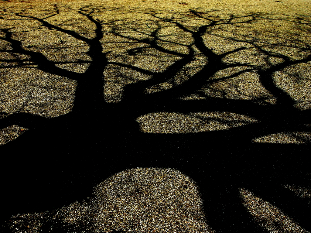 Shadow on the sand