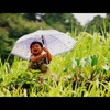 Banawe