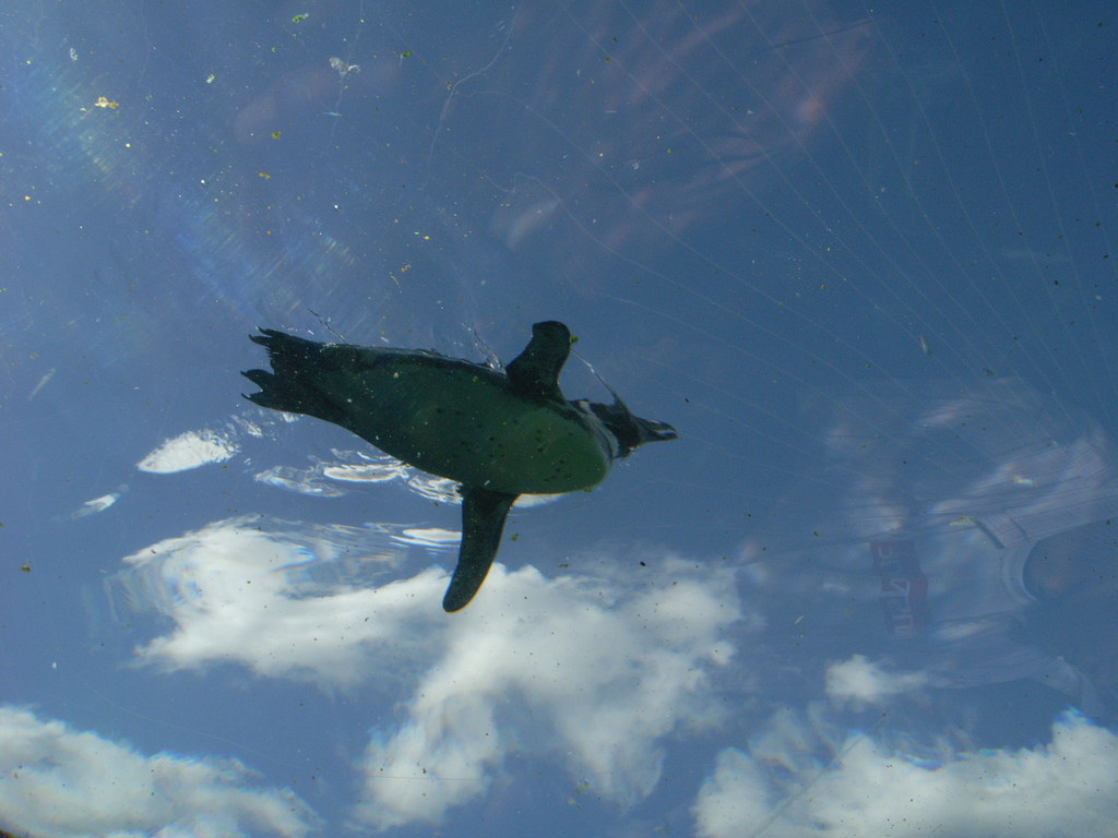 空飛ぶペンギン