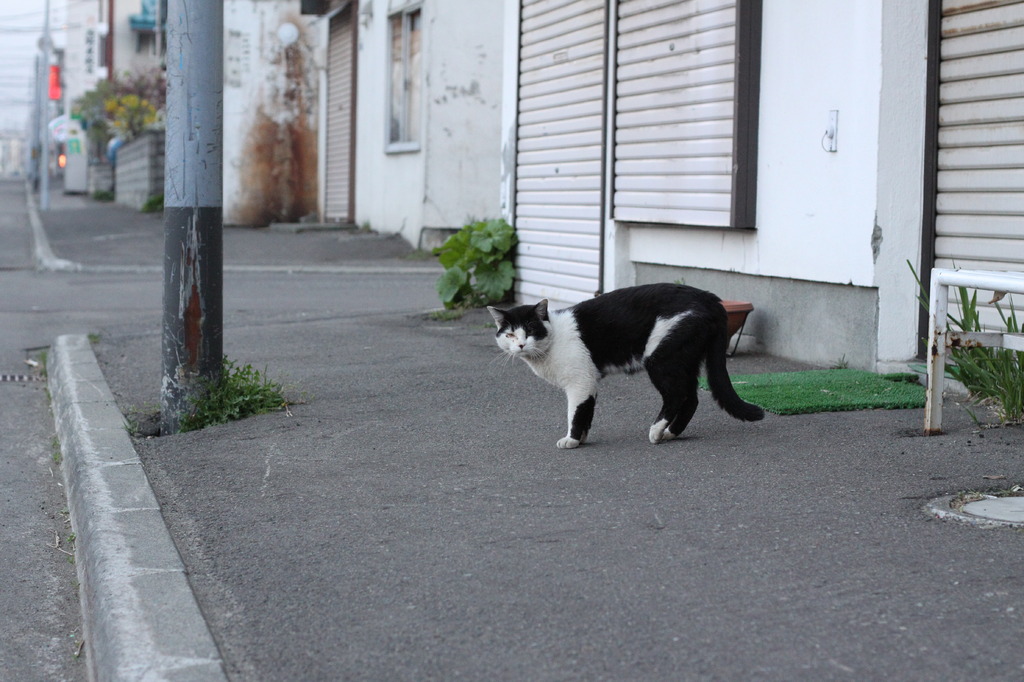 ノラの縄張り