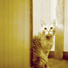 岡部の家の猫