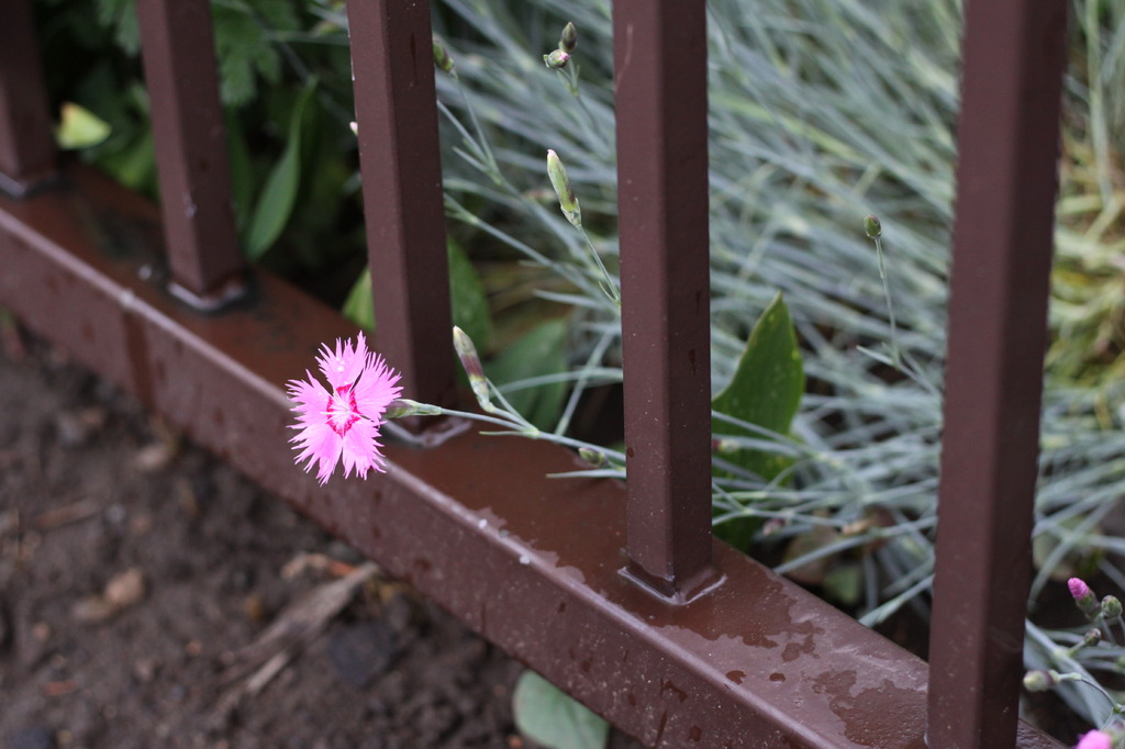 路傍の花