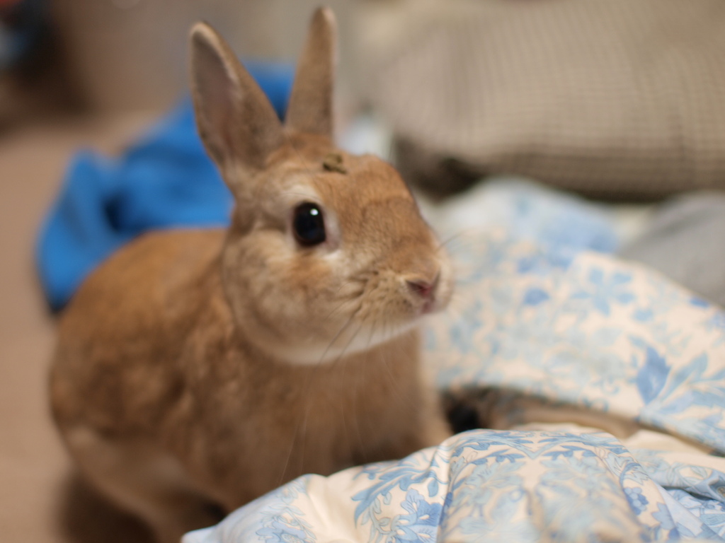 あたまの上に・・・