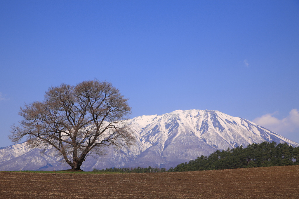 一本桜