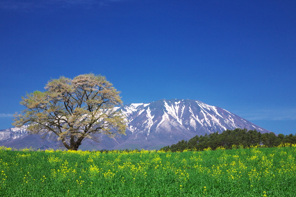 連休明けの一本桜