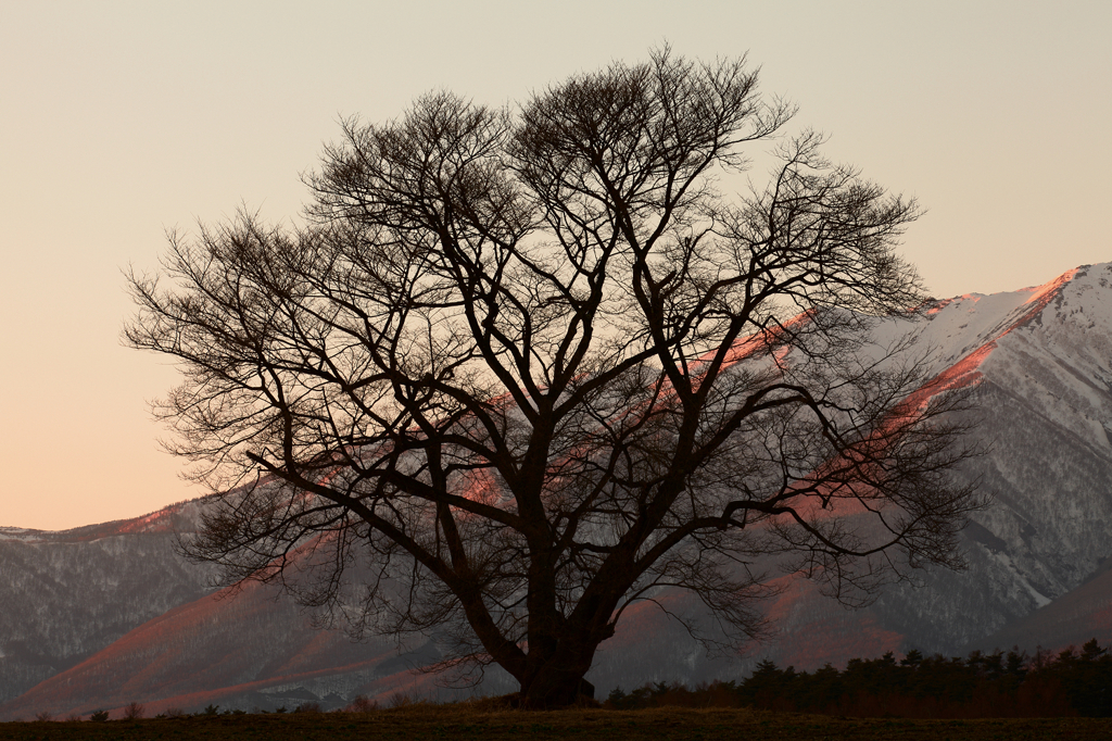 一本桜・・・夕暮れ、春恋し