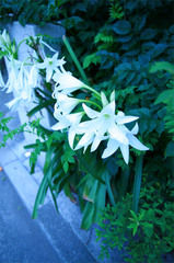 white and bright