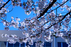 cherry blossom take2