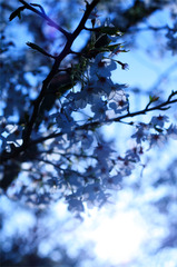 cherry blossom