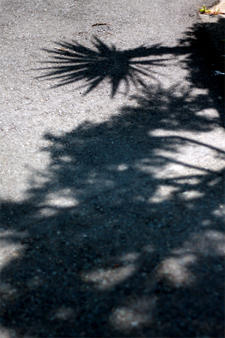 shadow