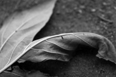 leaf