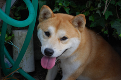 わんこ