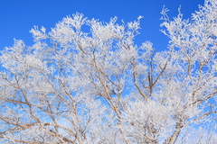 WHITE　TREE