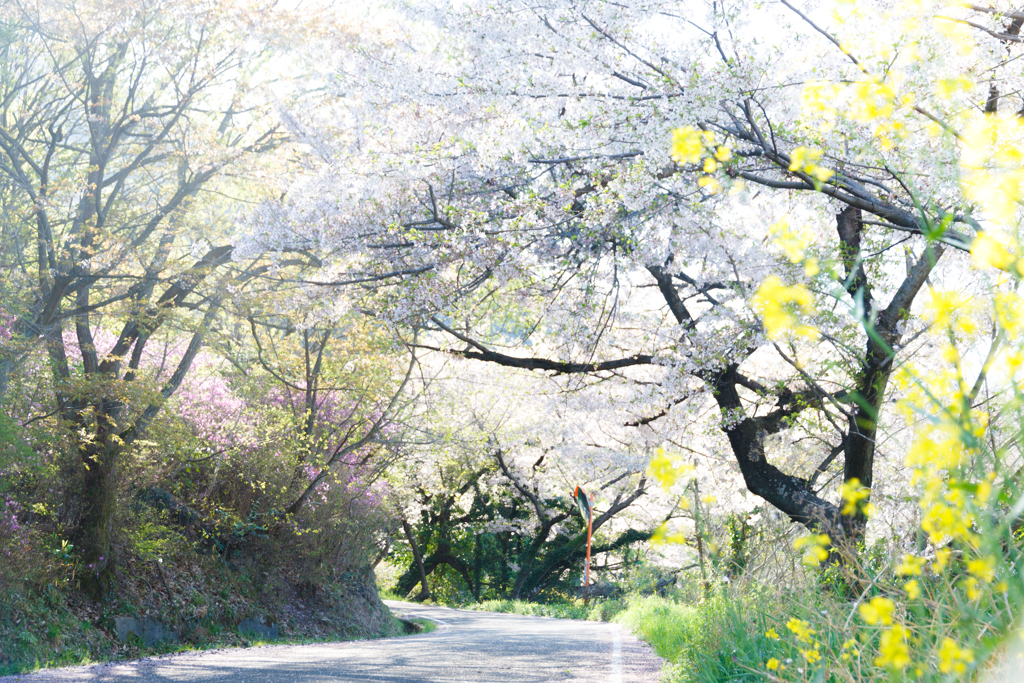 桜吐息