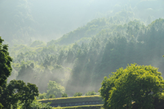 湖畔の棚田