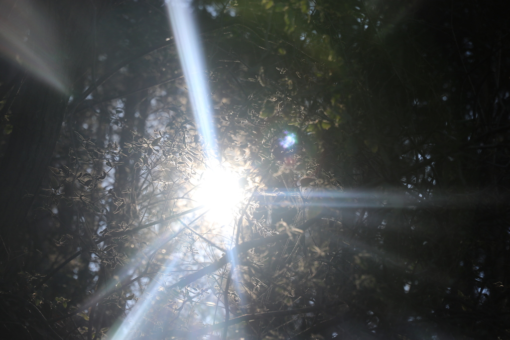 Light the deep forest