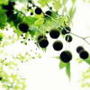 Green ball