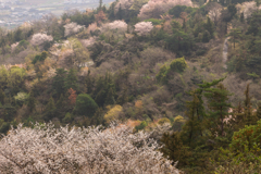 桜路