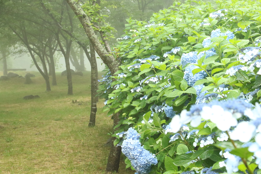 6月の片並木道