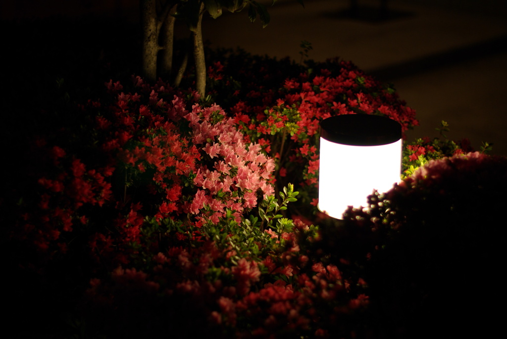 夜の花