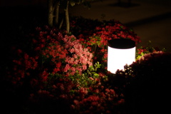 夜の花