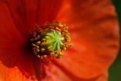 長実雛芥子の花