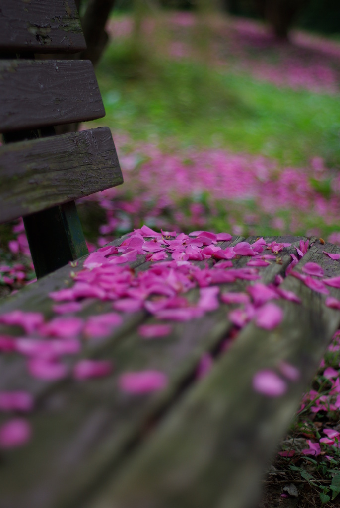 花びらのベンチ