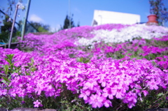 芝桜
