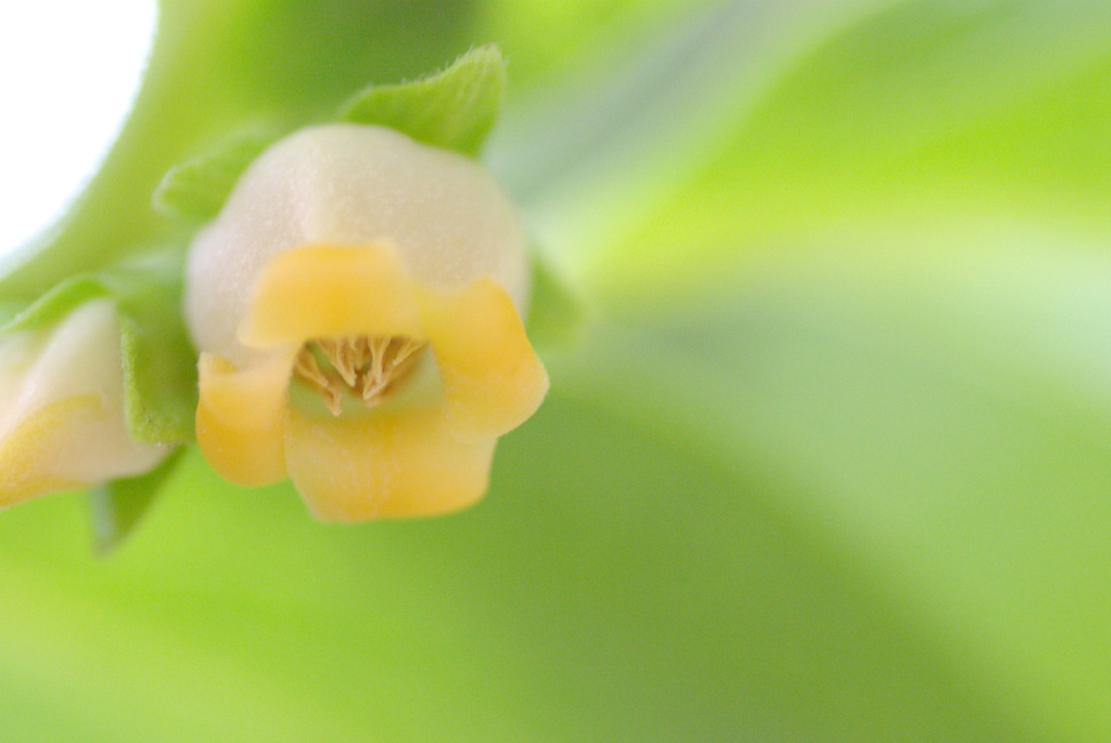 柿の花