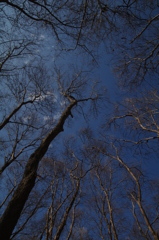 木立と青空