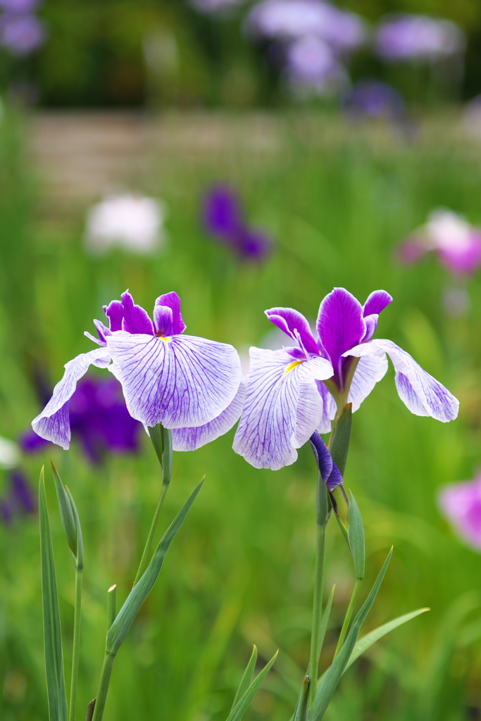 小田原城址の花菖蒲