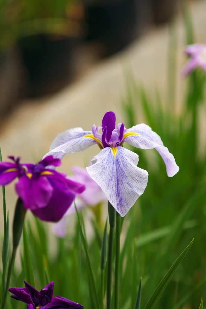 小田原城址の花菖蒲
