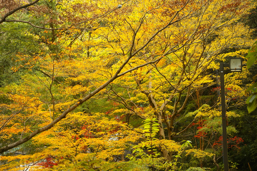 2018箱根紅葉_塔ノ沢