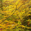 2018箱根紅葉_塔ノ沢