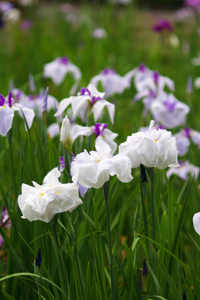小田原城址の花菖蒲