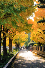 2025＿秋の横浜散策＿銀杏並木