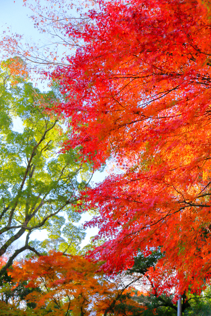 2025_湯河原_万葉公園3