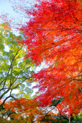 2025_湯河原_万葉公園3