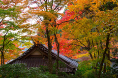 2025/11/12_仙石原の紅葉４