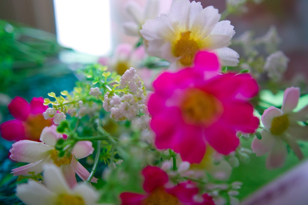 SIGMA DP2Xの虫干し2025_2