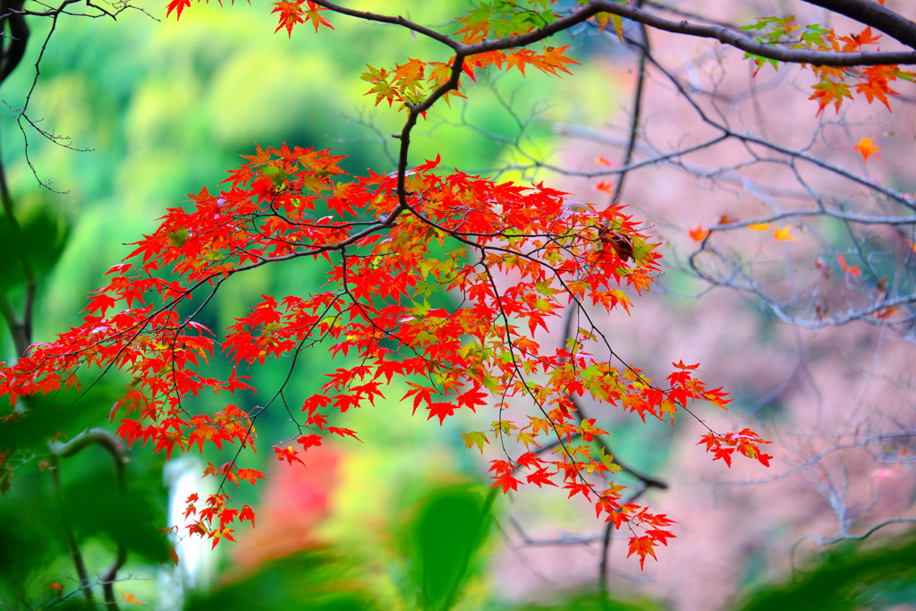 2018箱根紅葉_塔ノ沢