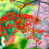 2018箱根紅葉_塔ノ沢