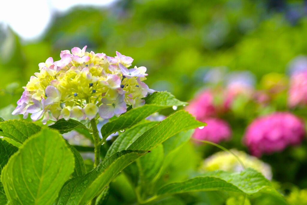 TEST_EF24mm-105  4L_1