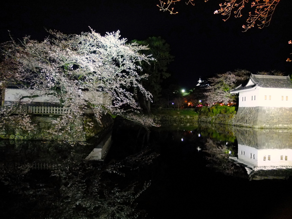 小田原城_夜桜